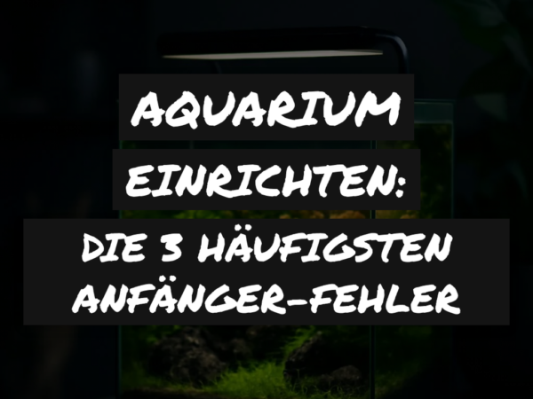 Aquarium einrichten: Die 3 häufigsten Anfänger-Fehler