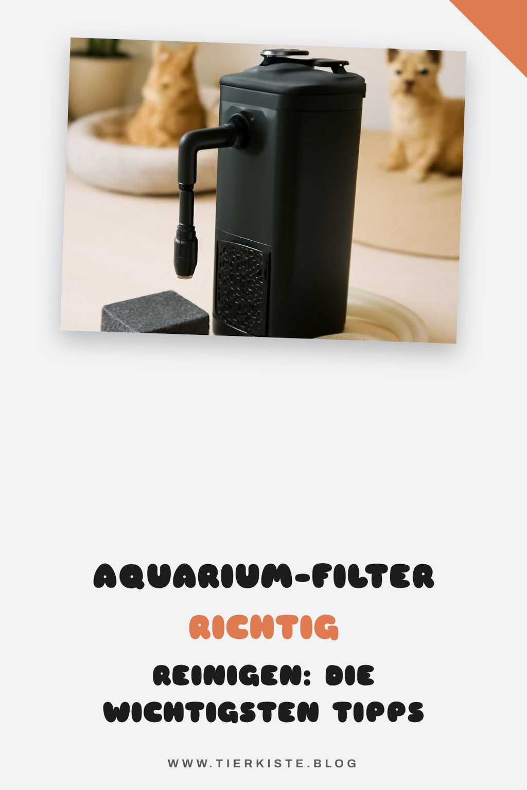 Aquarium-Filter richtig reinigen: Die wichtigsten Tipps