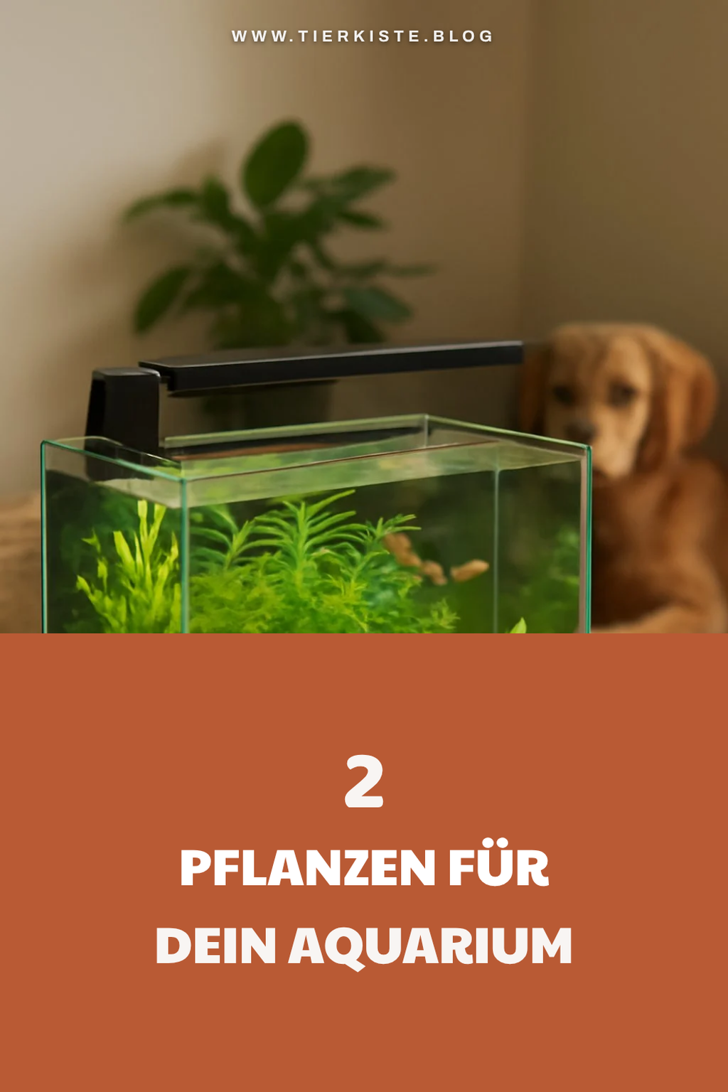 Pflanzen für dein Aquarium auswählen