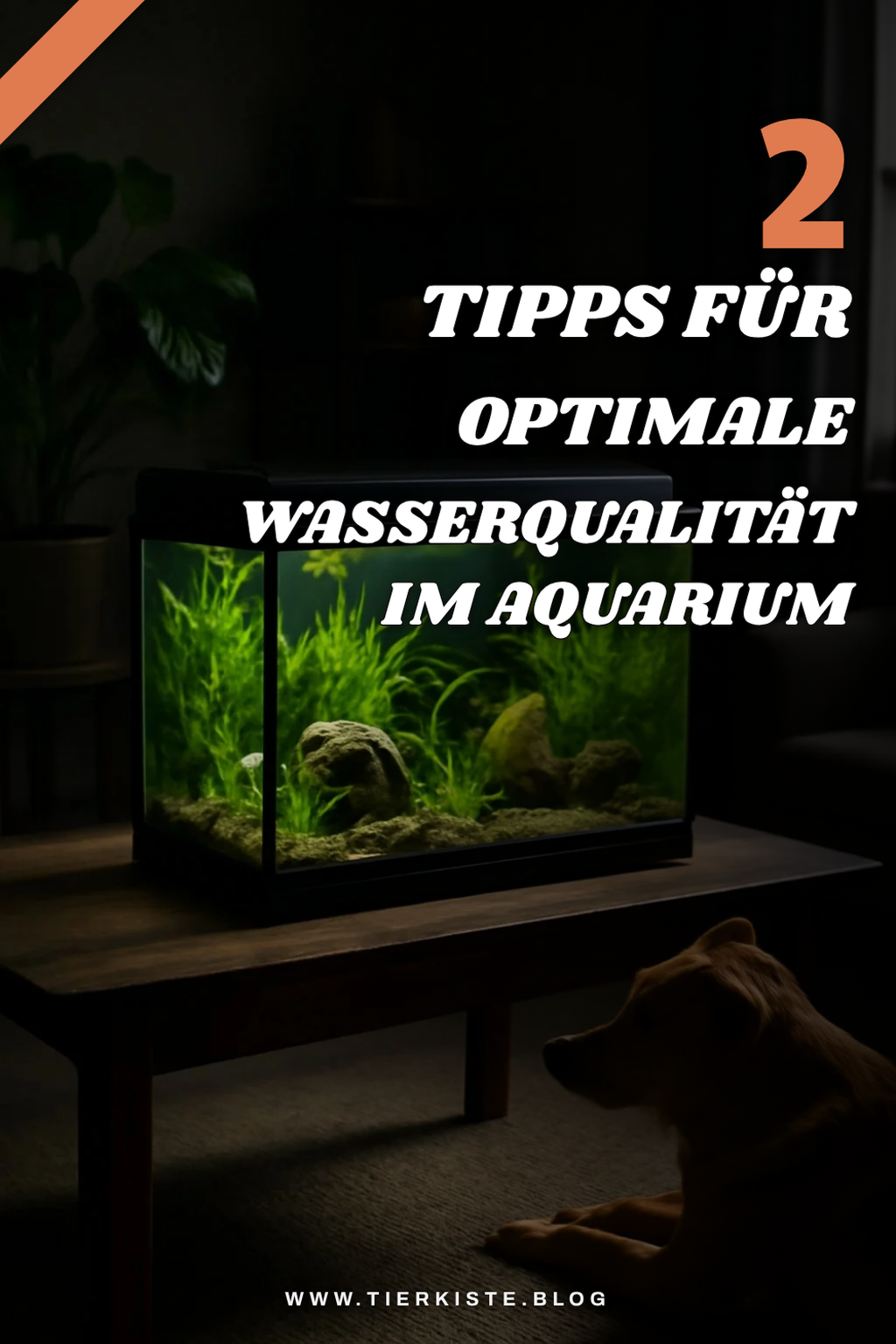 Wasserqualität im Aquarium optimieren