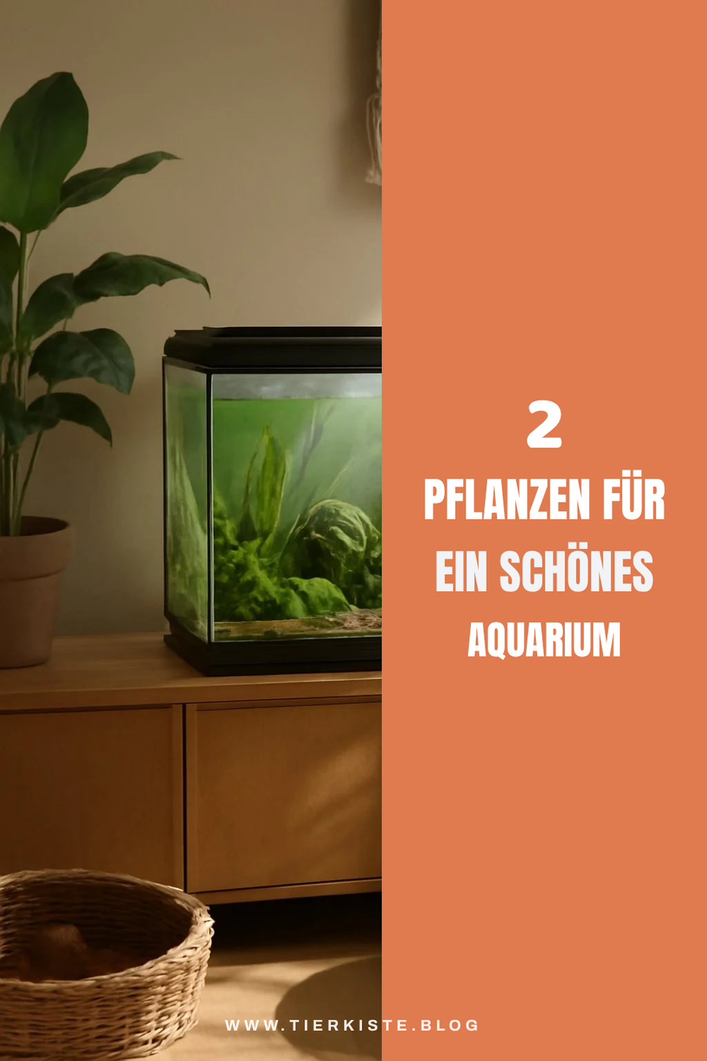 Diese Pflanzen machen dein Aquarium lebendig
