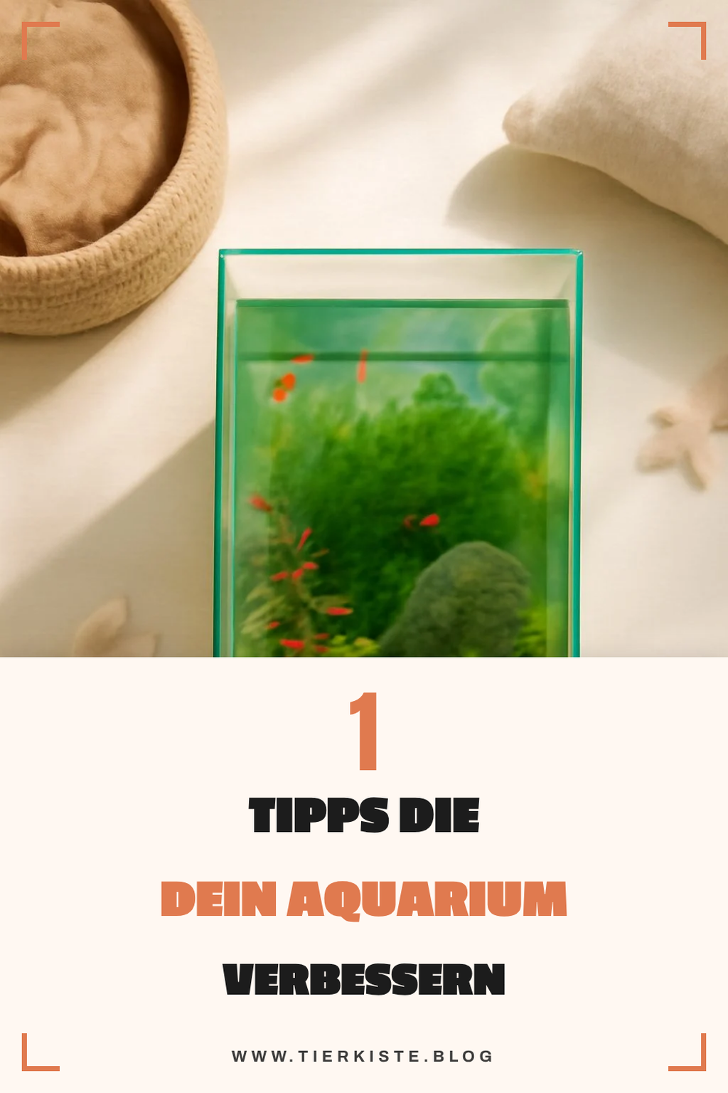 Diese 4 Aquarienpflege-Tipps revolutionieren dein Hobby