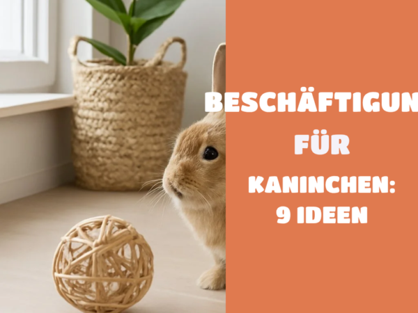 Beschäftigung für Kaninchen: 9 Ideen gegen Langeweile