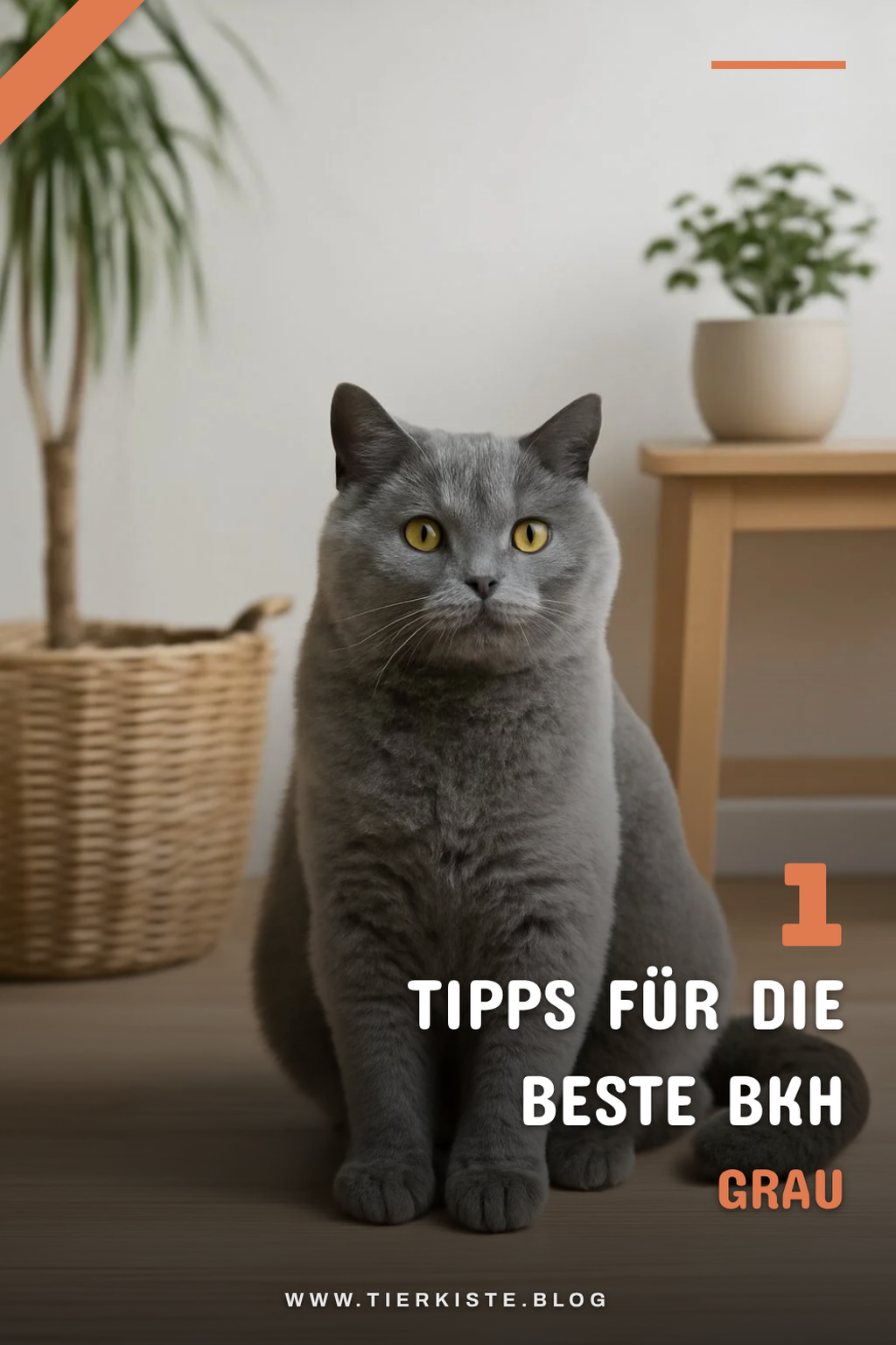 So findest du die perfekte Bkh Grau für dich