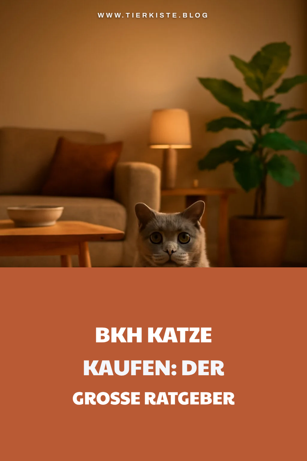BKH Katze kaufen: Der große Ratgeber für Einsteiger