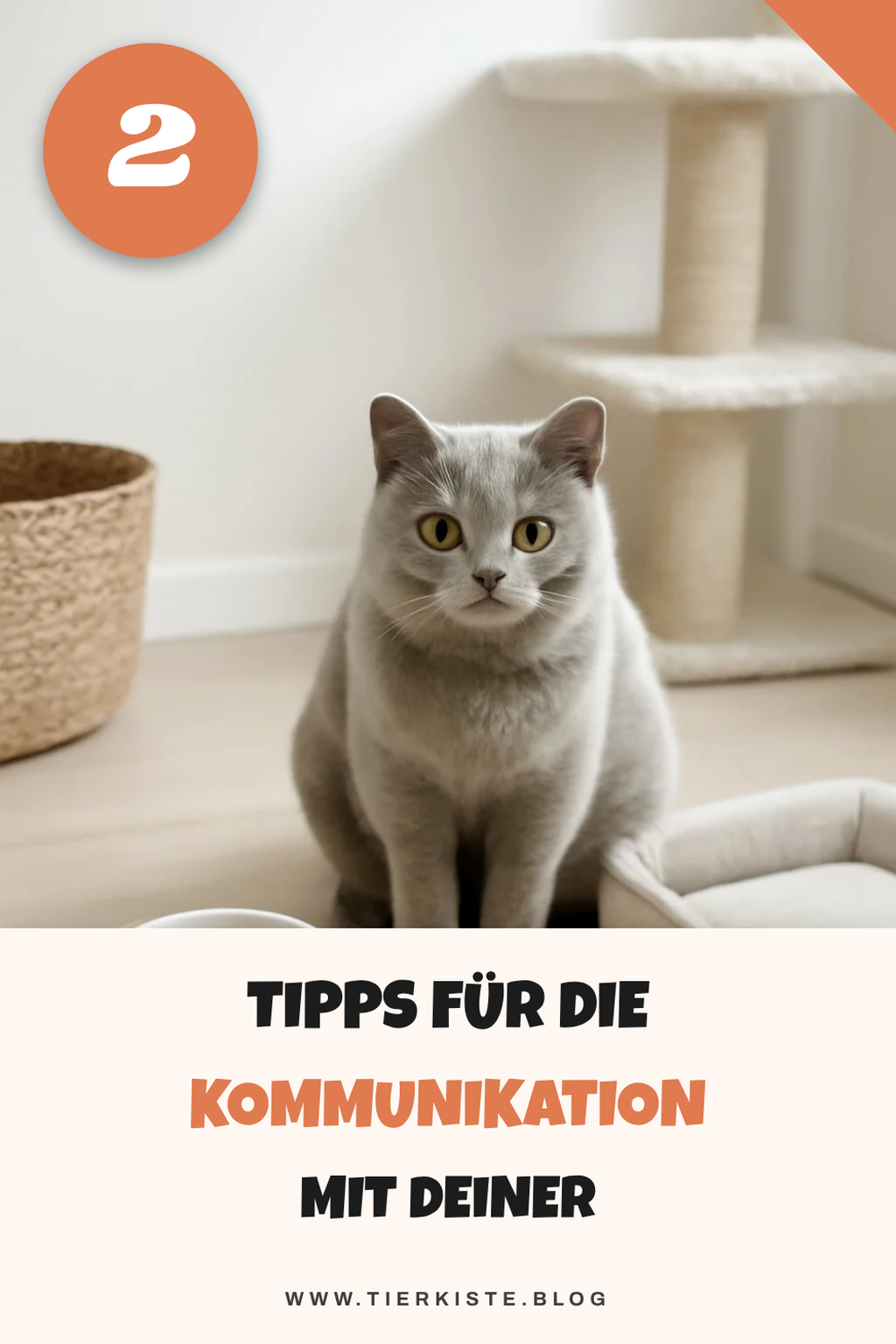 Die richtigen sozialen Interaktionen mit deiner BKH Katze