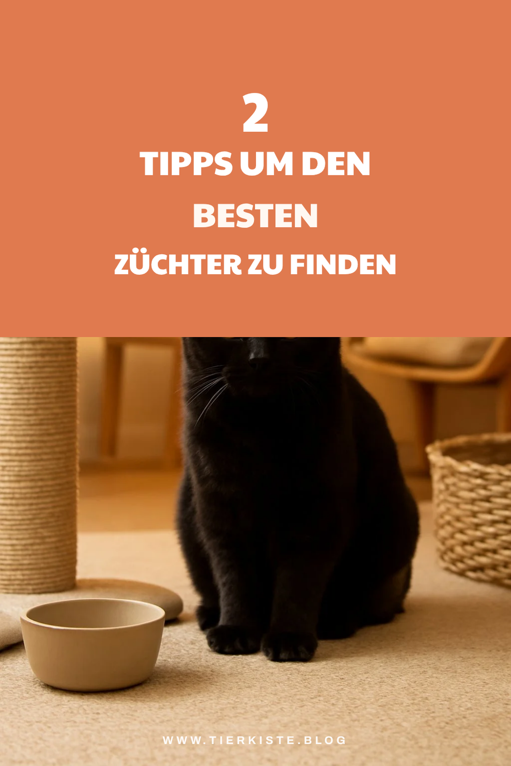 So findest du den perfekten Züchter für BKH Schwarz
