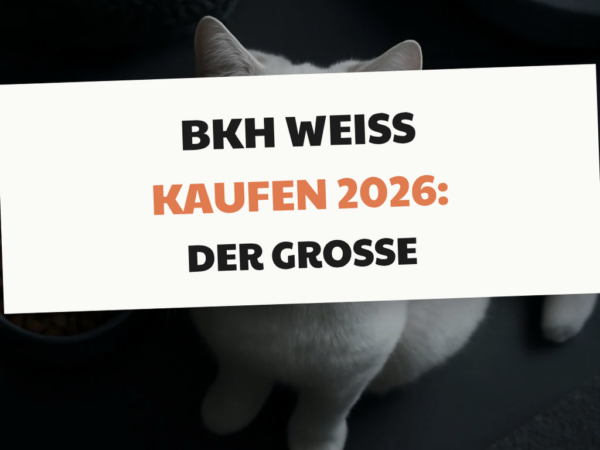Bkh Weiß kaufen 2026: Der große Ratgeber
