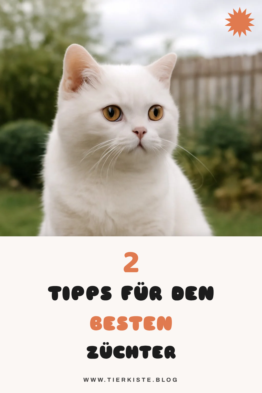 So findest du den besten Züchter für BKH Weiß