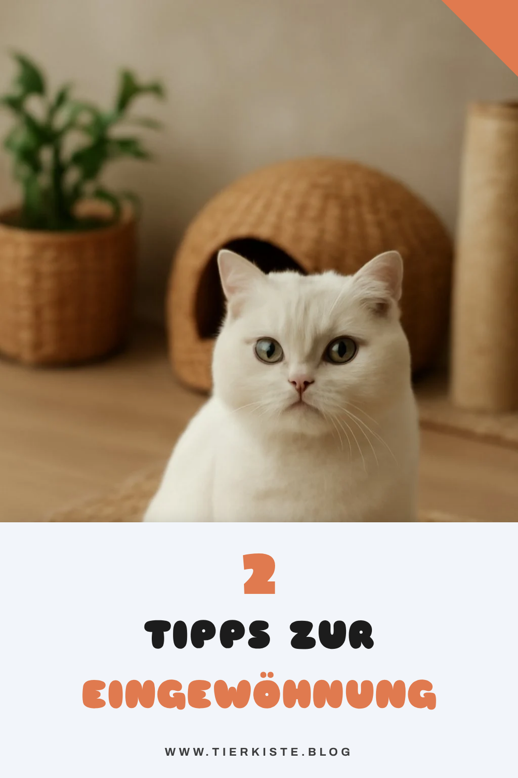 Tipps zur Eingewöhnung der BKH Weiß
