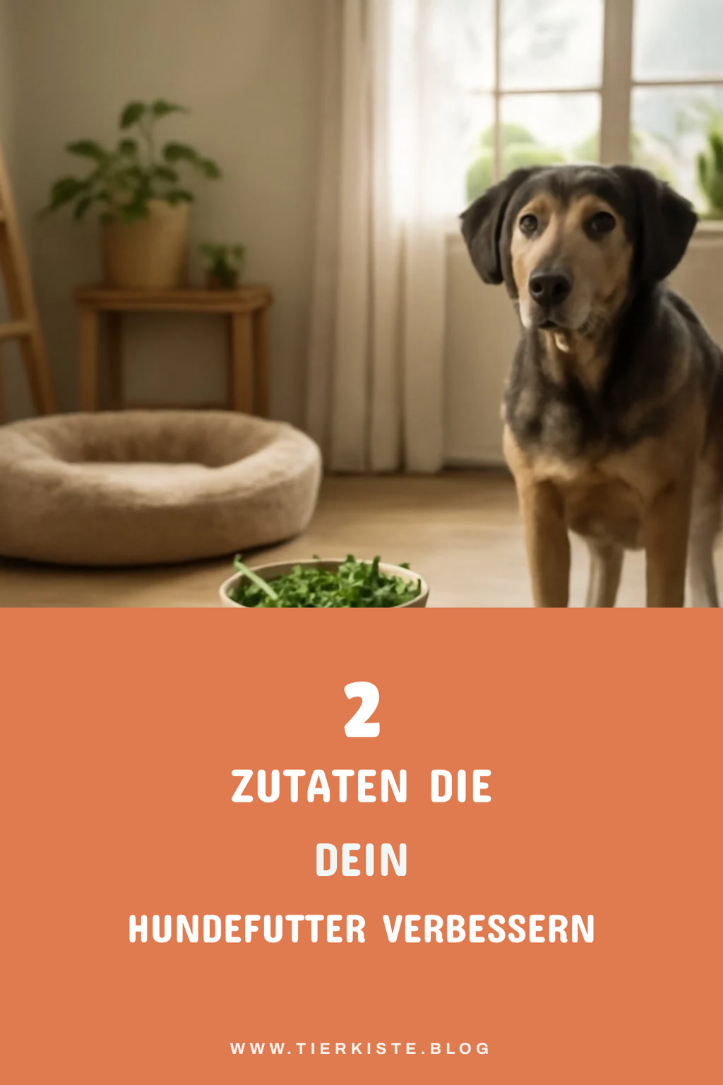 Die besten Zutaten für gesundes Hundefutter