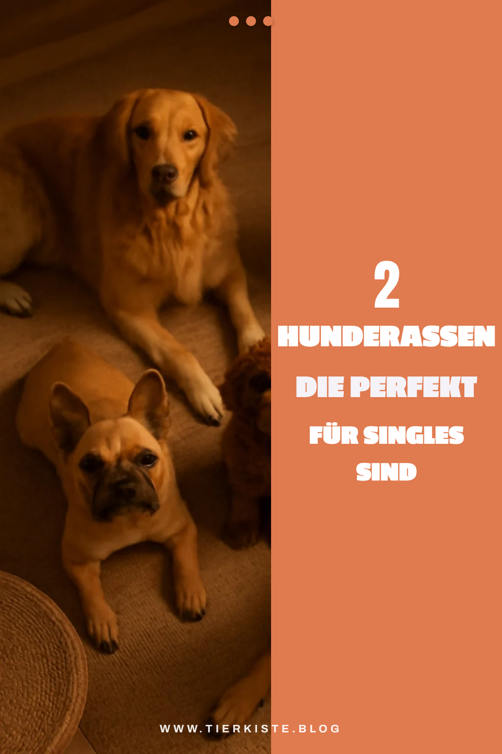 Diese 3 Hunderassen sind ideal für Singles