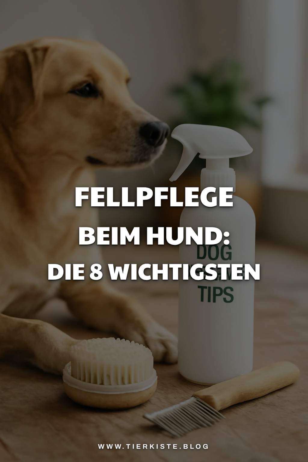 Fellpflege beim Hund: Die 8 wichtigsten Pflege-Tipps