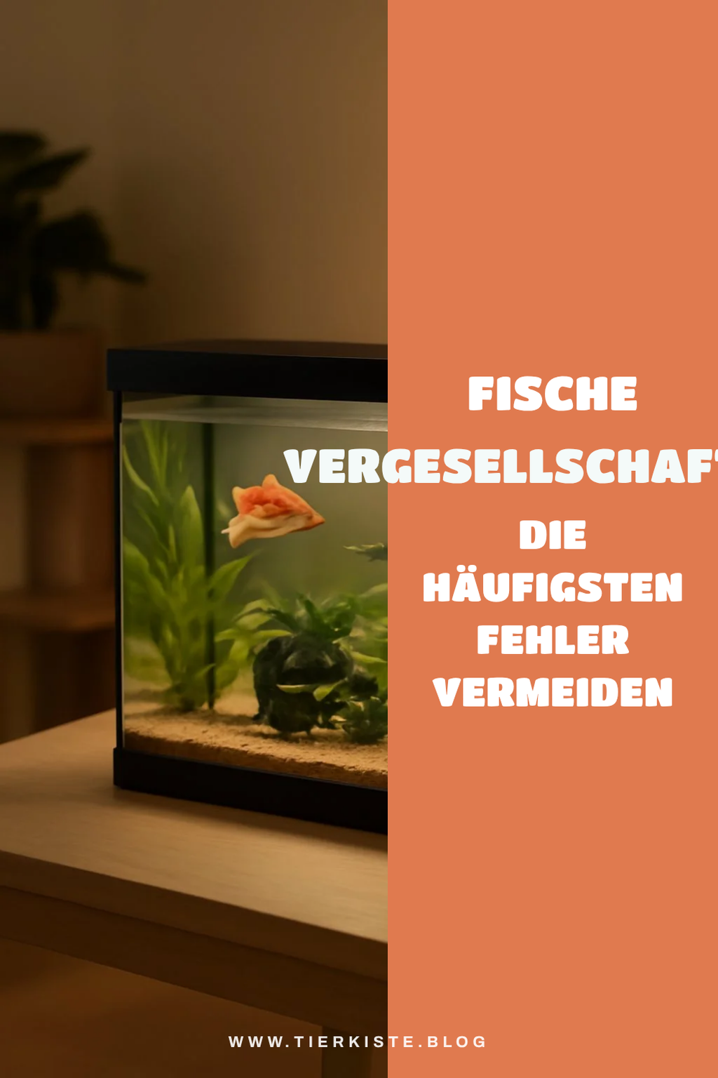 Fische vergesellschaften: Die häufigsten Fehler vermeiden — Problem-Szenario