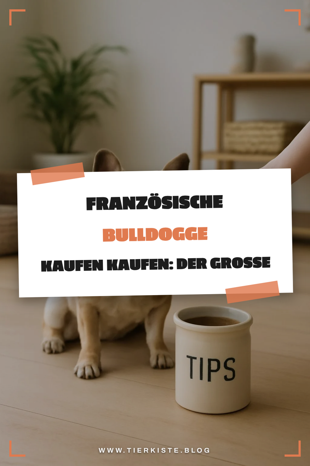 Französische Bulldogge kaufen kaufen: Der große Ratgeber 2026