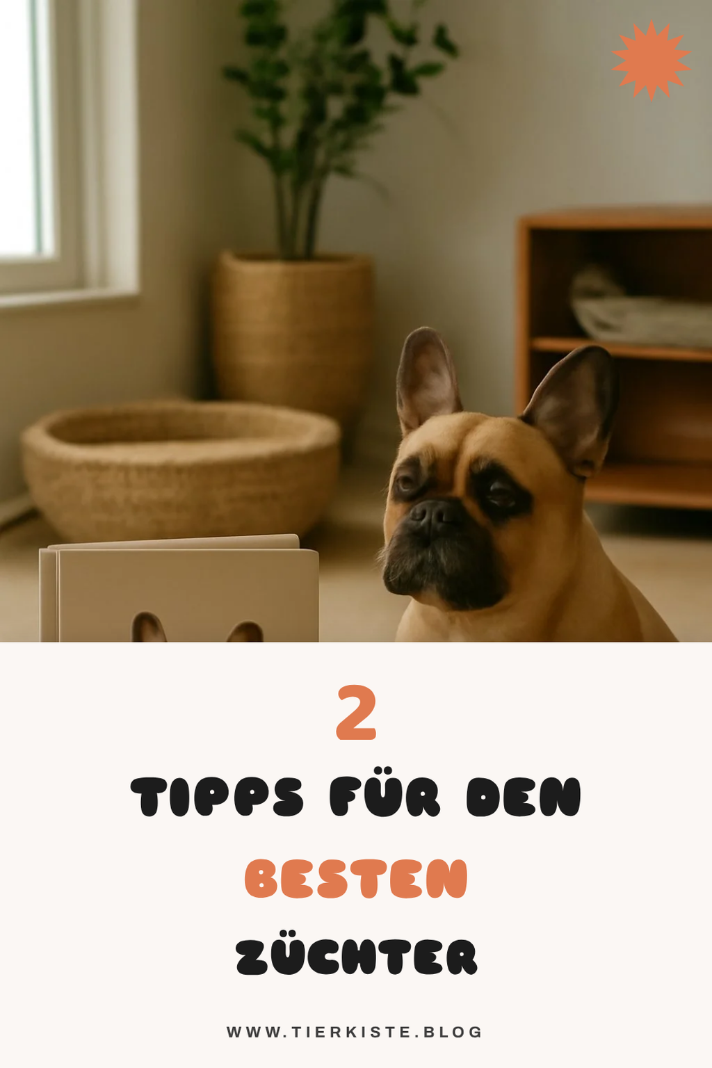 So findest du den perfekten Züchter für deine Französische Bulldogge