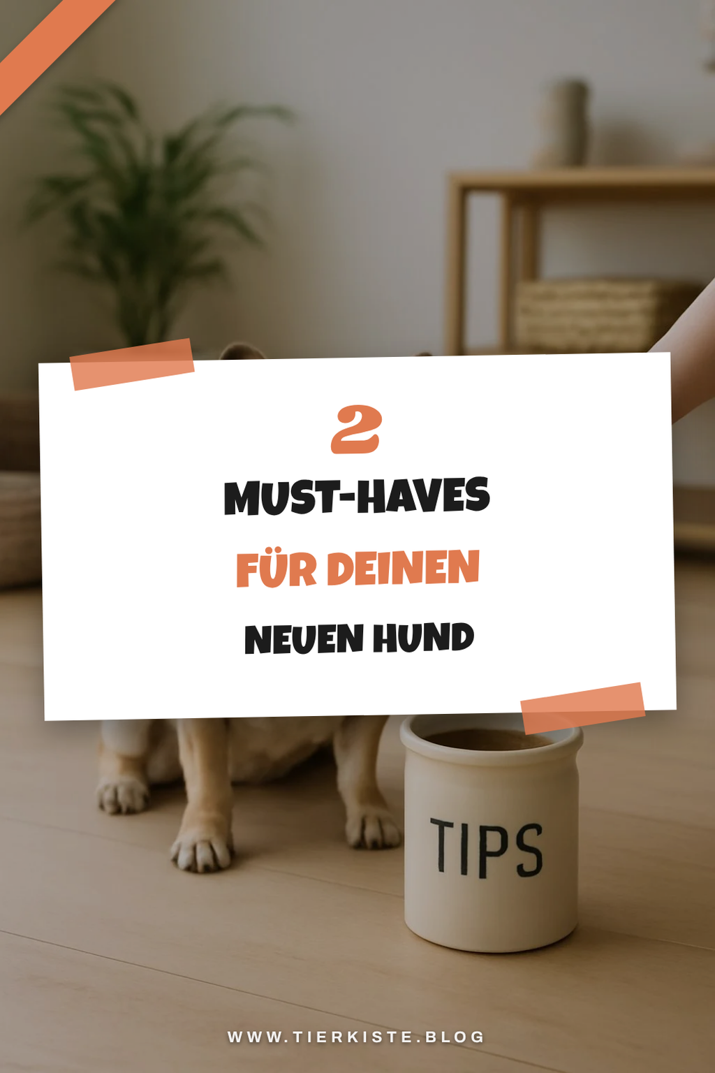 Die wichtigsten Ausstattungen für deine Französische Bulldogge