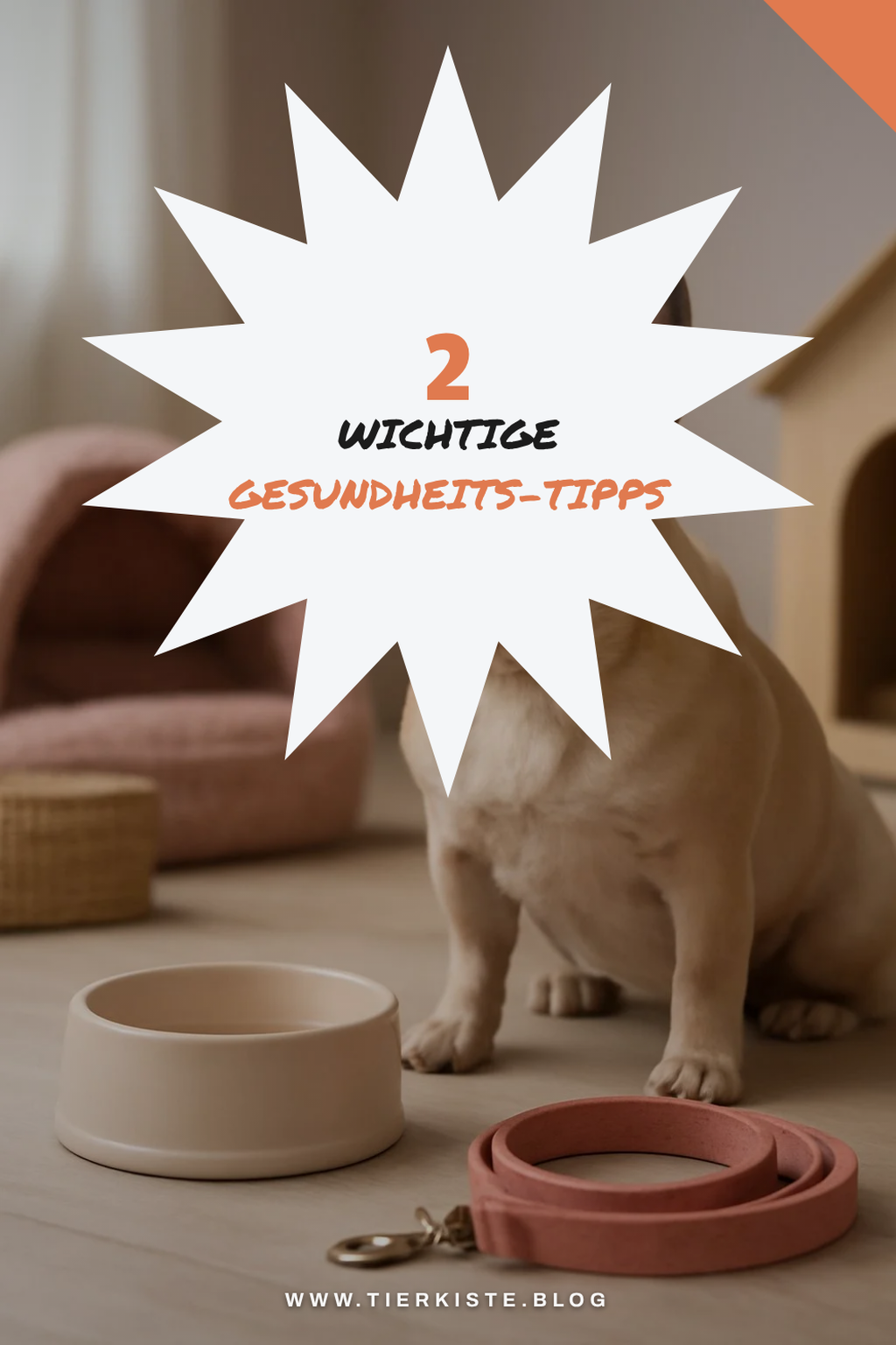 Gesundheitsversorgung für deine Französische Bulldogge