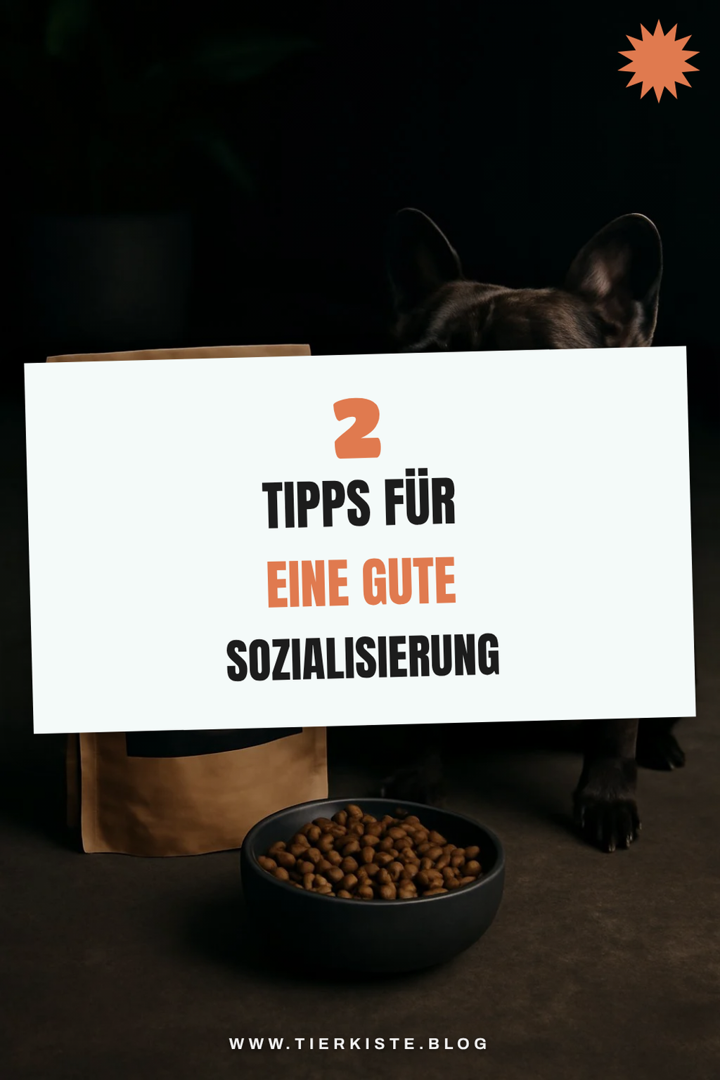 So sozialisiert du deine Französische Bulldogge richtig