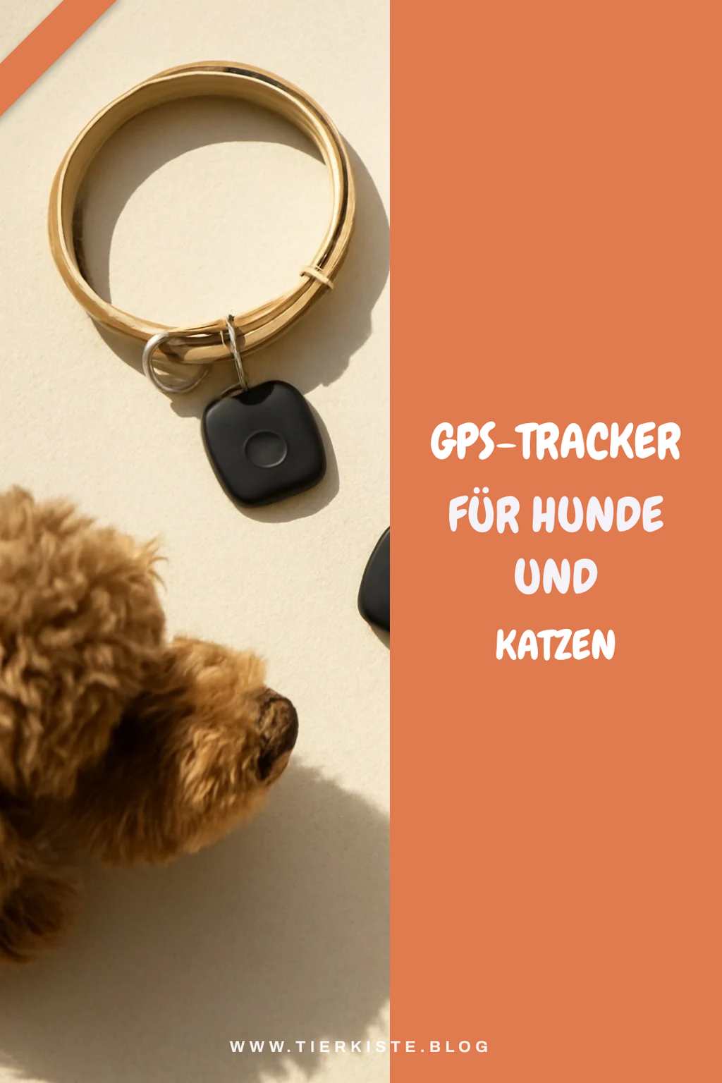 GPS-Tracker für Hunde und Katzen: Die 6 besten im Vergleich