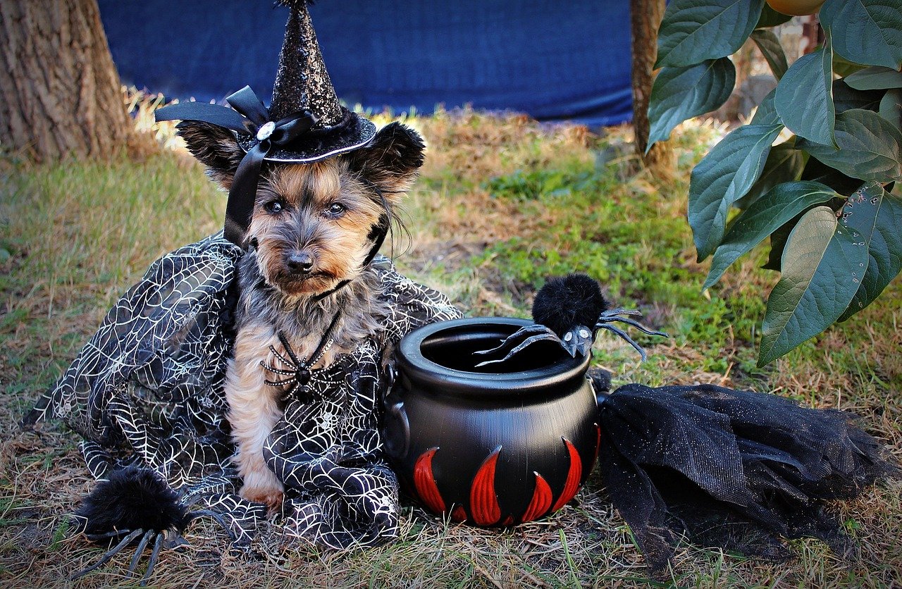 Sichere Halloween-Feier für Hunde