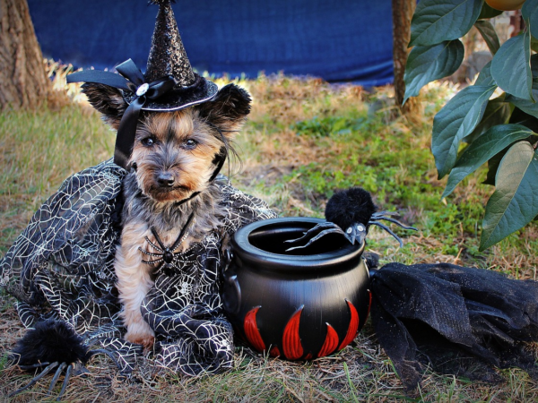Halloween Hund – Die schönsten Ideen