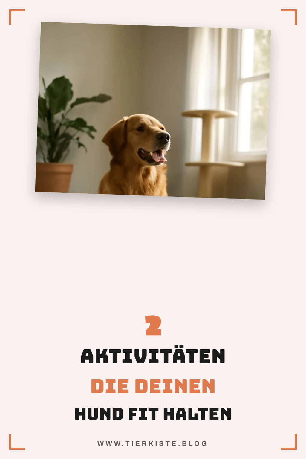 Bewegung und Spiel für deinen Hund