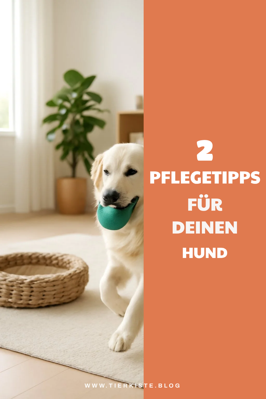 Pflege für ein gesundes Hundeleben