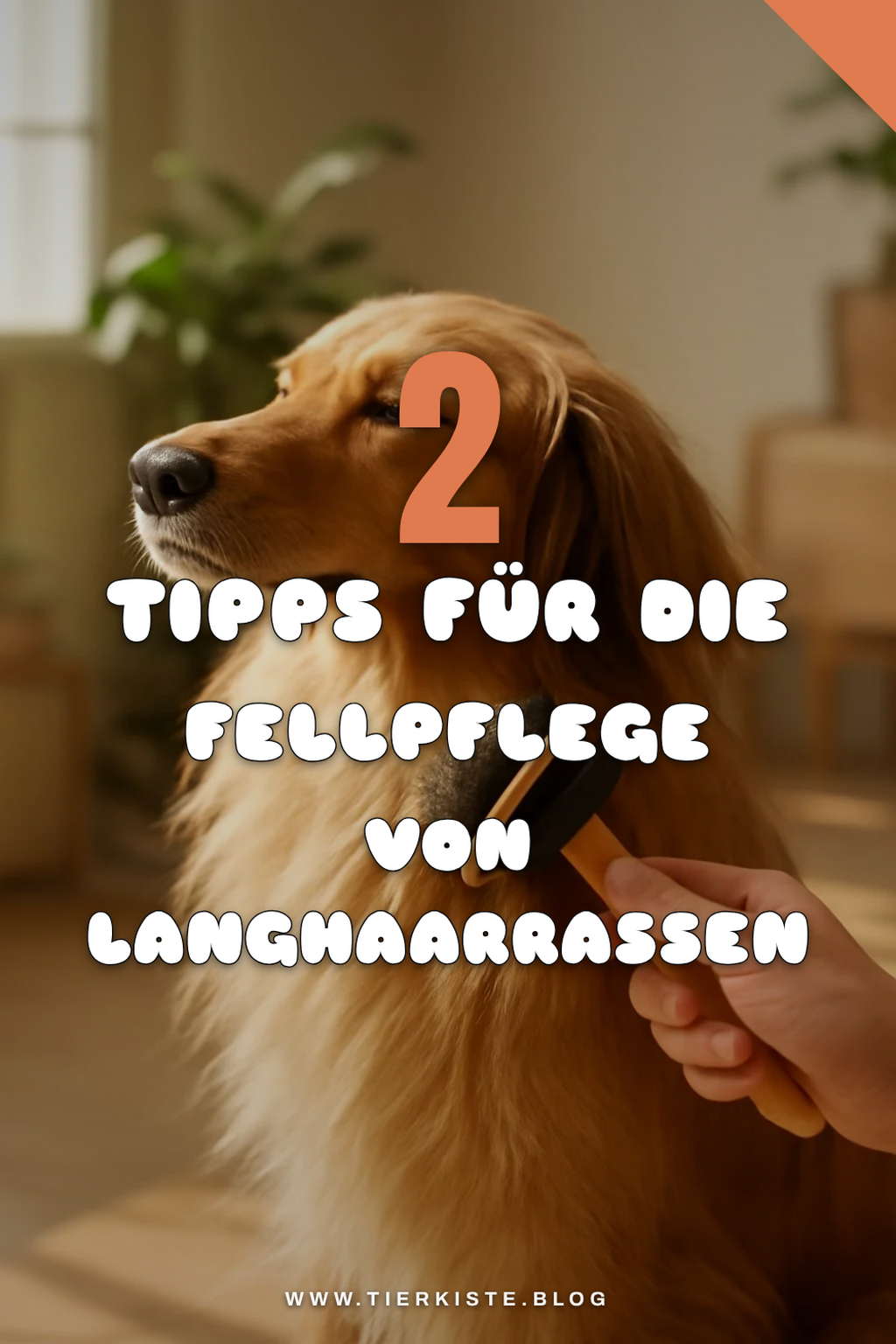 So bürstest du langhaarige Hunde richtig