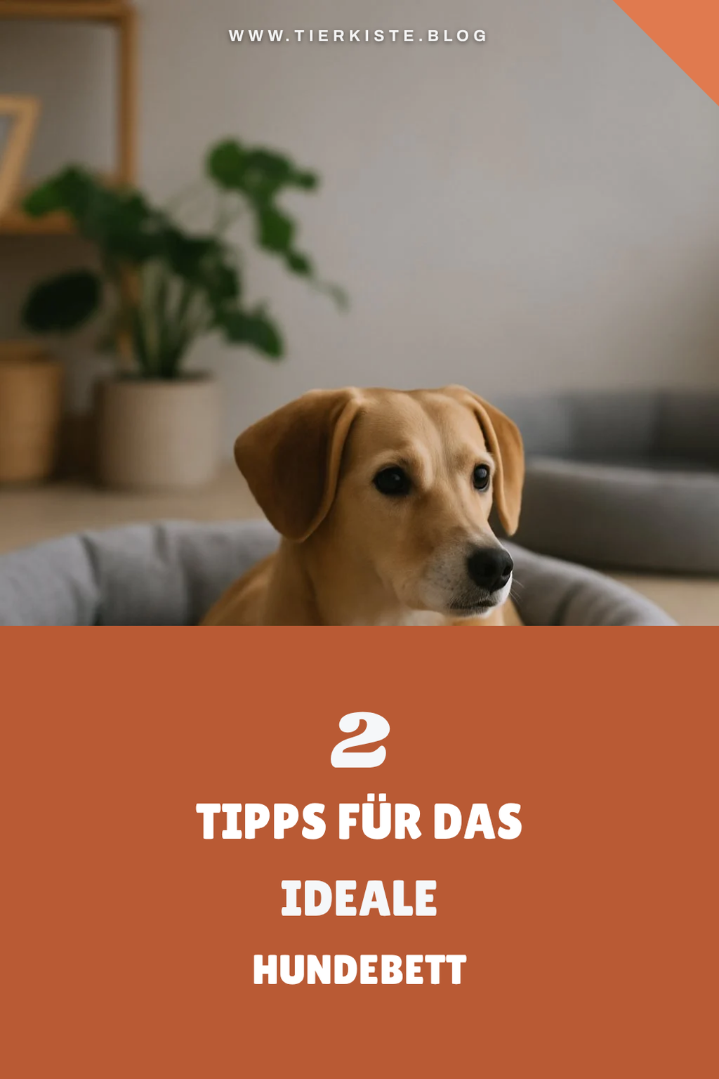 So findest du das perfekte Hundebett für deinen Liebling