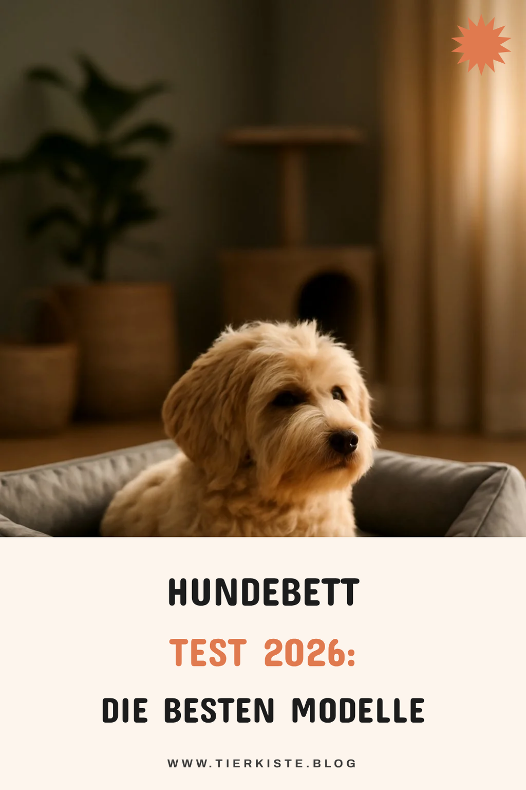 Hundebett Test 2026: Die besten Modelle im Vergleich