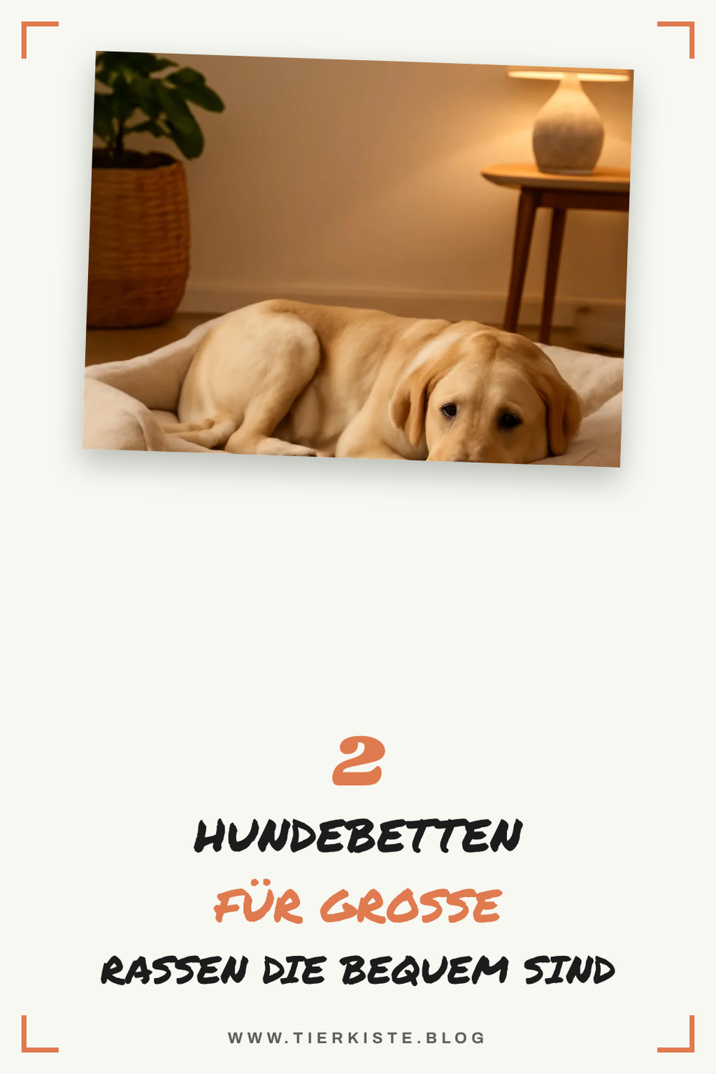 Die 3 besten Hundebetten für große Rassen