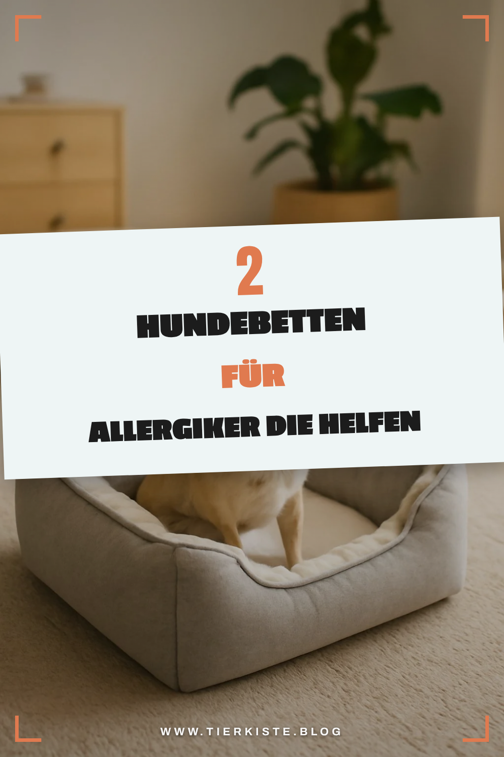 Die 4 besten Hundebetten für Allergiker