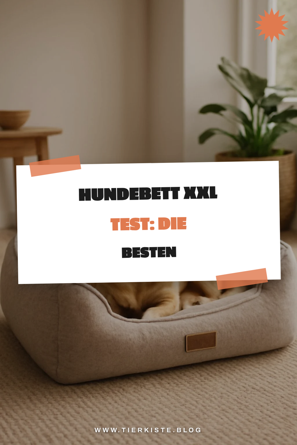 Hundebett XXL Test: Die besten für große Hunde