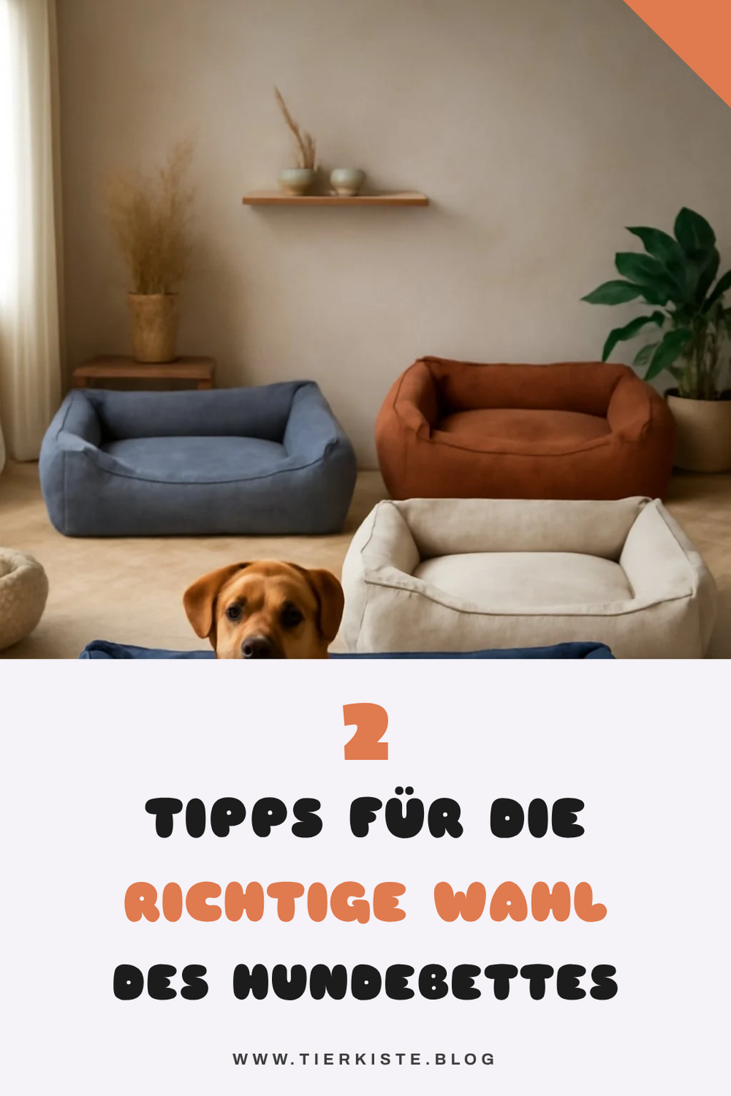 Die 3 besten Tipps zur Auswahl des richtigen Hundebettes