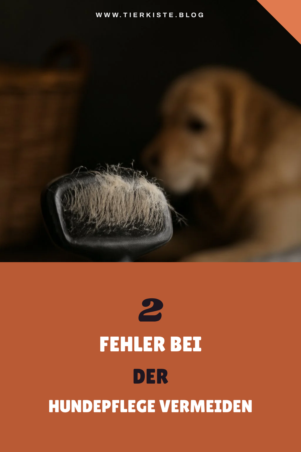 Häufige Fehler bei der Hundebürstung