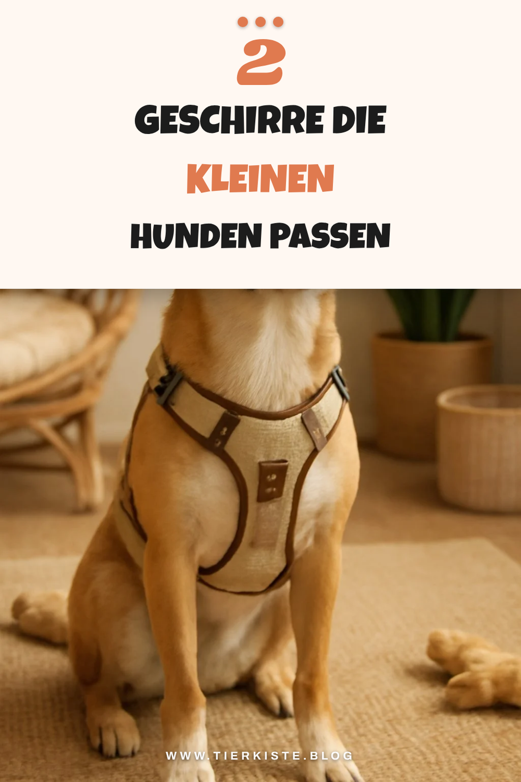 Die 4 besten Geschirre für kleine Hunderassen