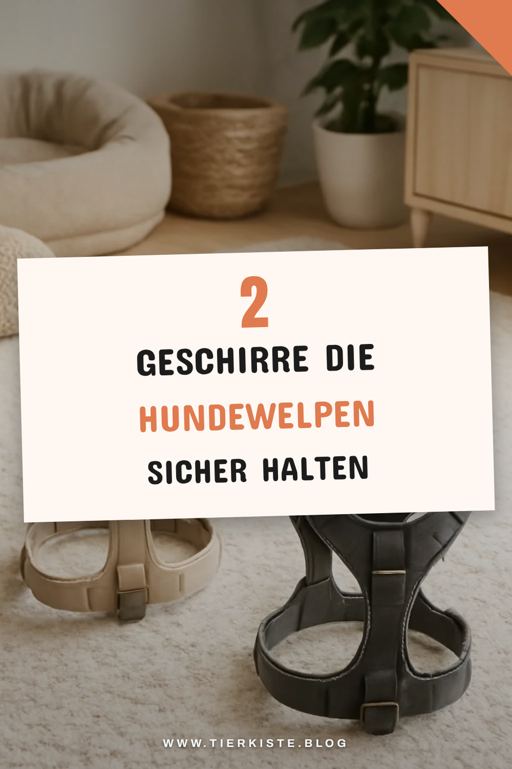 Die 3 besten Geschirre für Hundewelpen