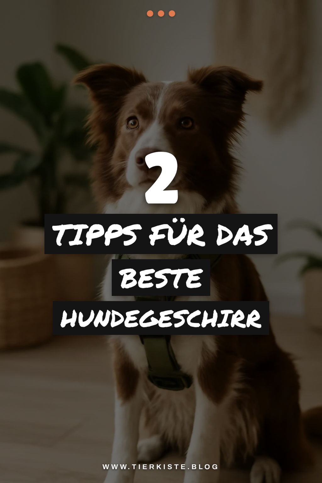 So wählst du das richtige Hundegeschirr aus