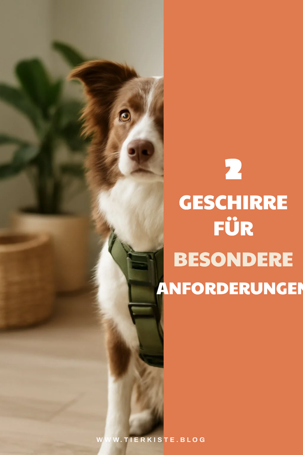 Die besten Hundegeschirre für spezielle Bedürfnisse