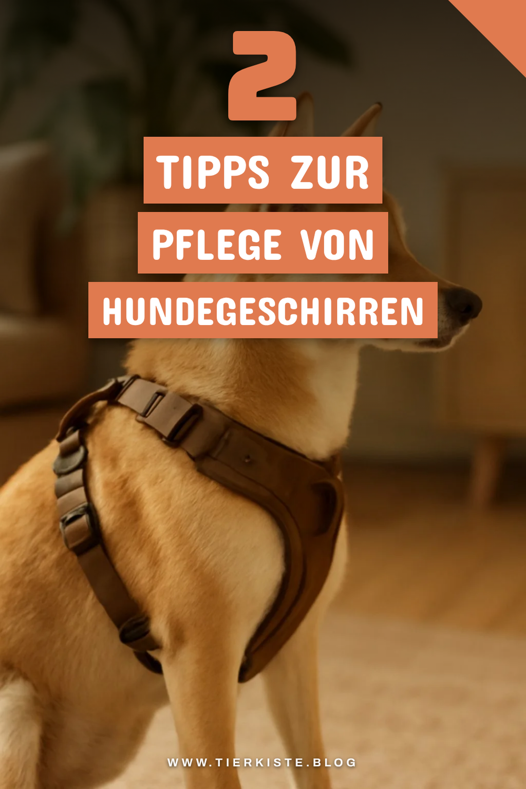Pflege und Wartung von Hundegeschirren