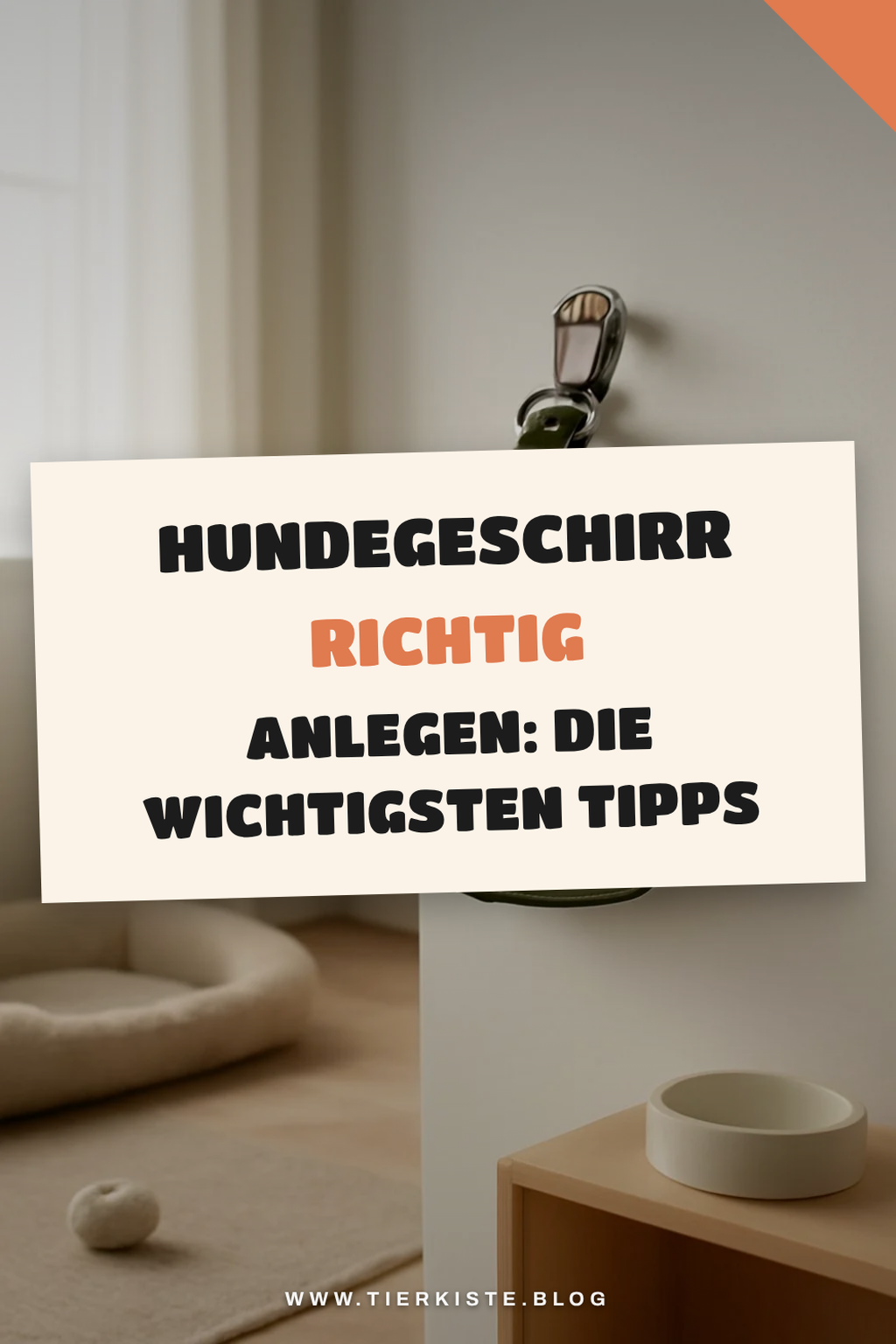 Hundegeschirr richtig anlegen: Die wichtigsten Tipps