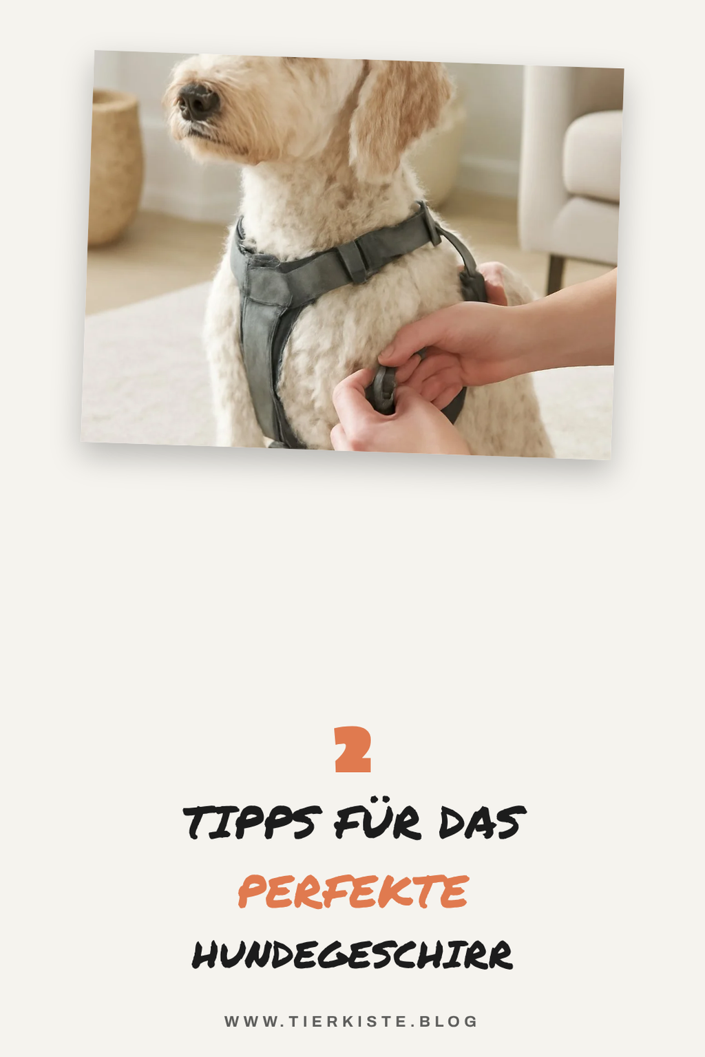 So wählst du das richtige Hundegeschirr für deinen Hund