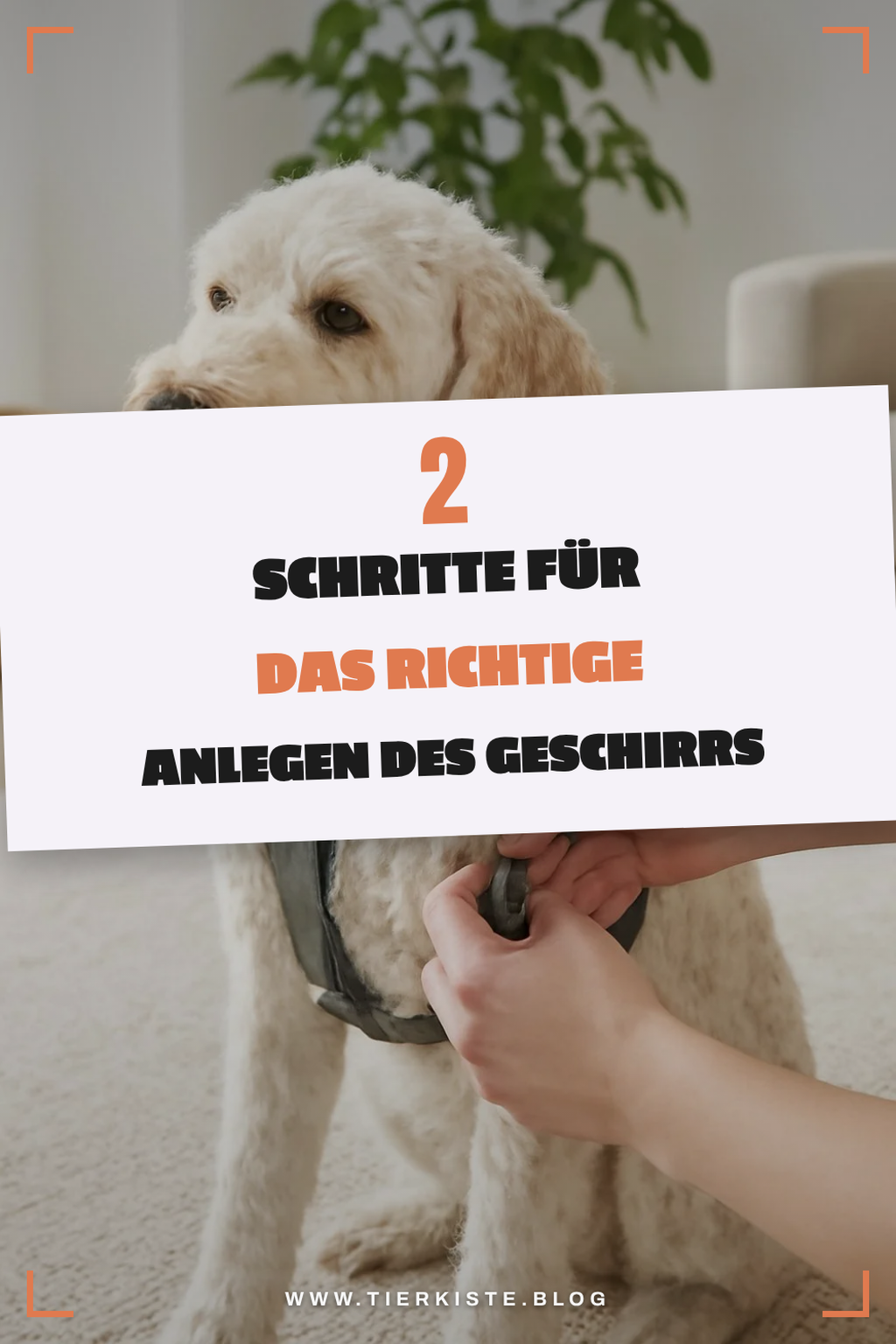 Das Geschirr richtig anlegen