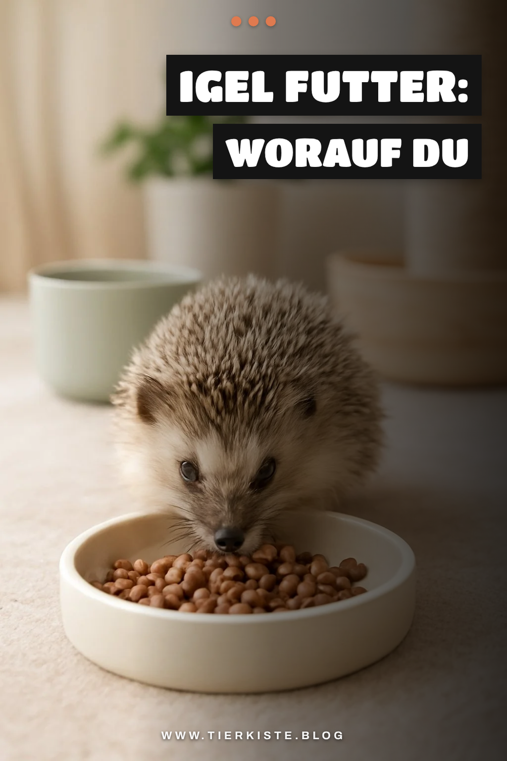 Igel Futter: Worauf du bei der Fütterung achten musst