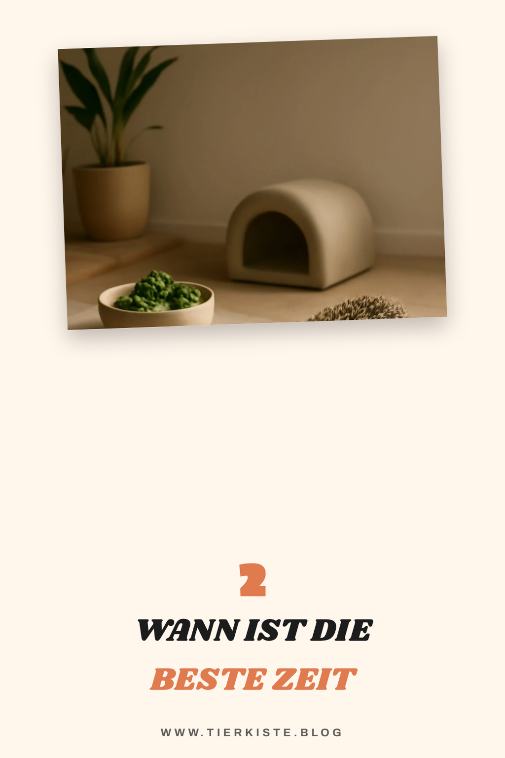 Die richtige Fütterungszeit für Igel