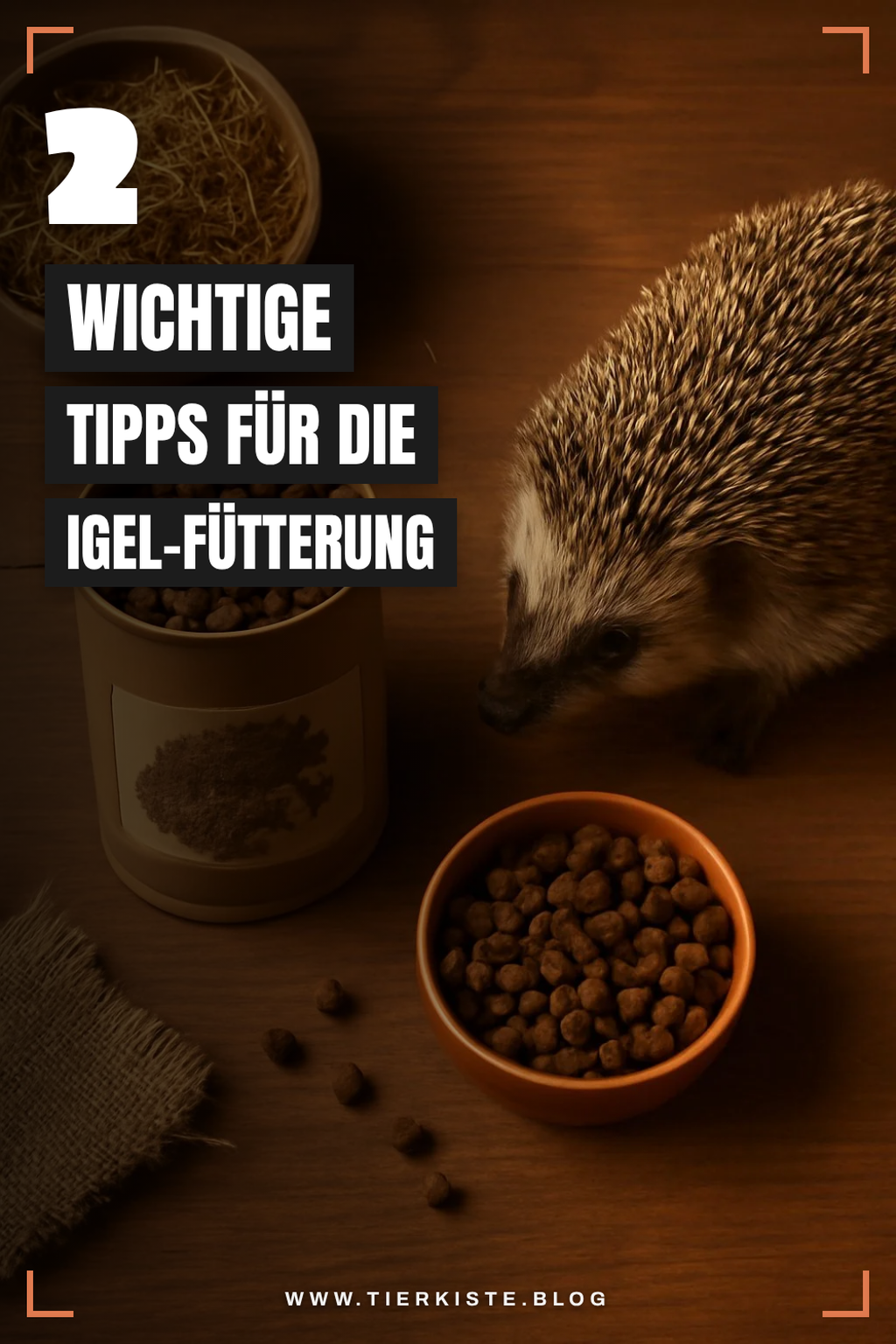 Was du bei der Igel-Fütterung beachten musst