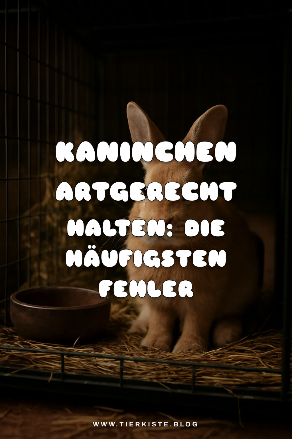 Kaninchen artgerecht halten: Die häufigsten Fehler vermeiden — Problem-Szenario