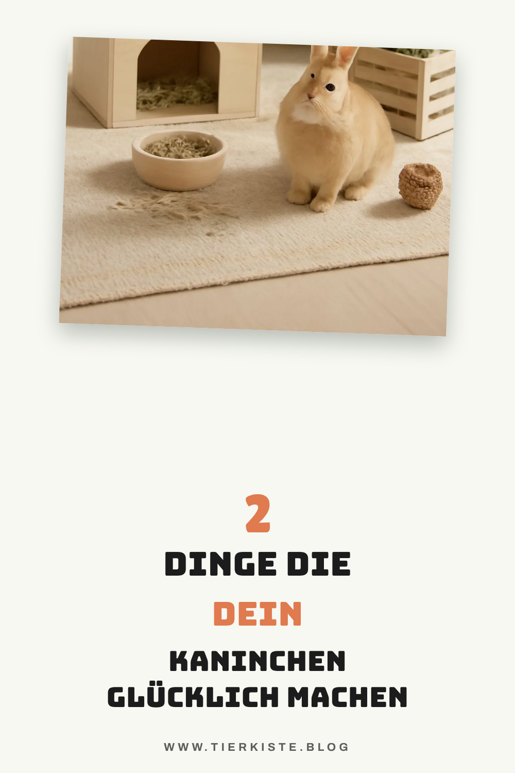 So schaffst du ein ideales Zuhause für dein Kaninchen