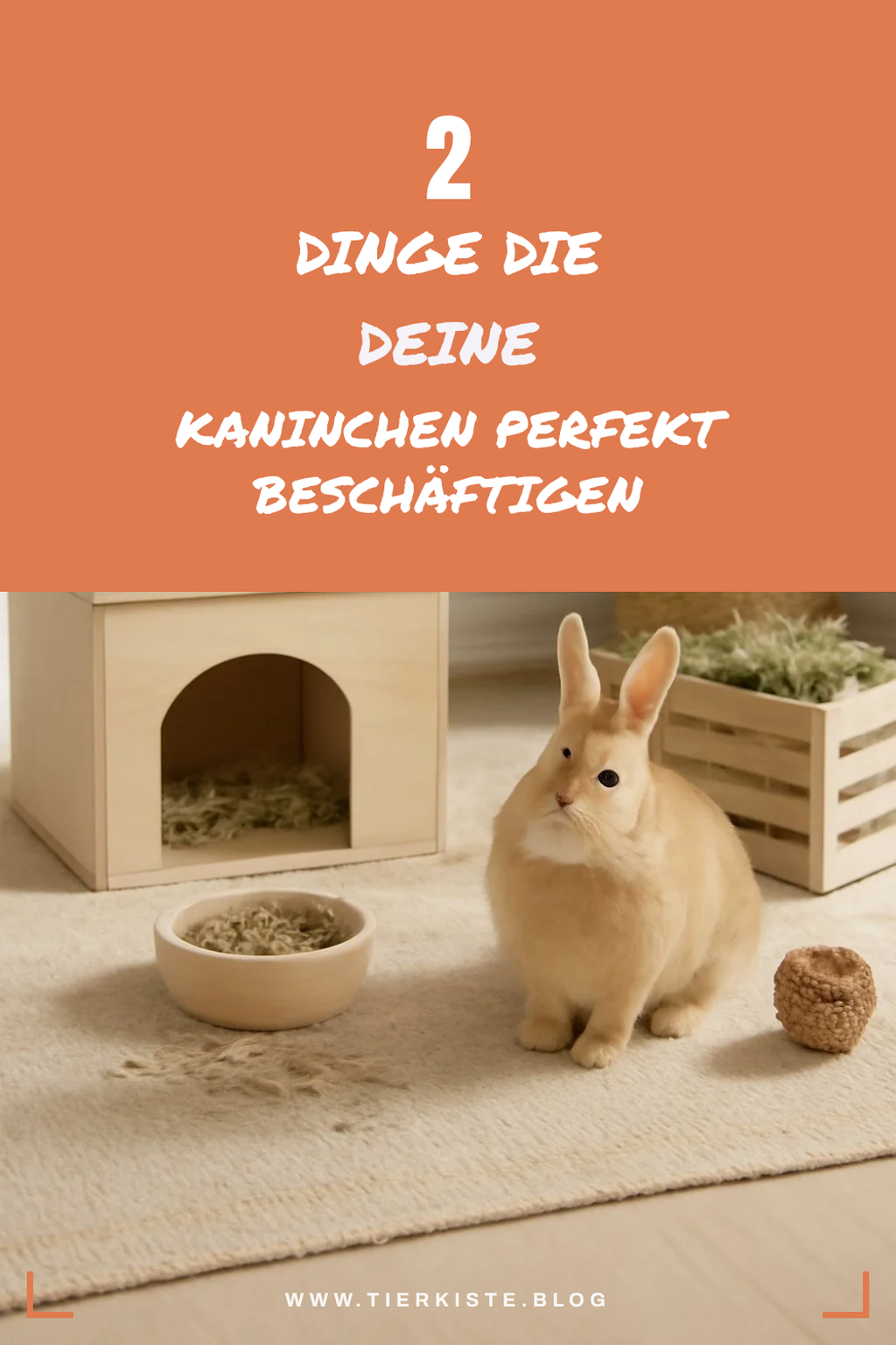 Kaninchen beschäftigen: Spiel und Spaß